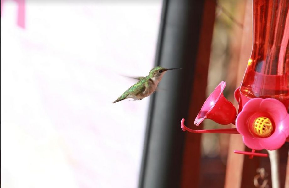 Sighting: Hummingbird Spotted In Upper Tantallon: The Amazing Life Of Hummingbirds