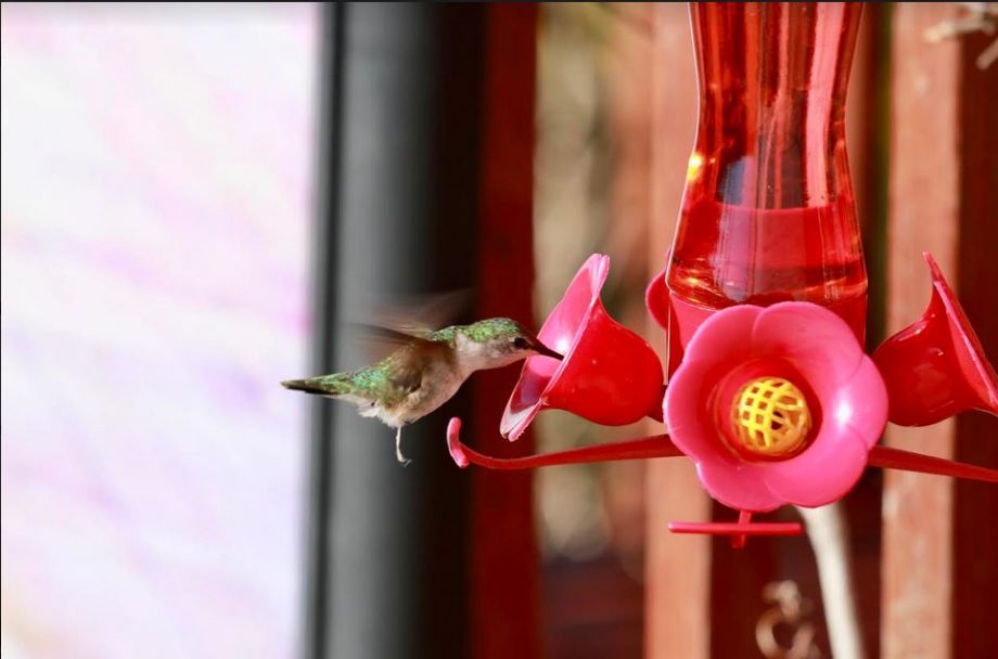 Sightings: Hummingbirds Arrive In Parts of NS: The Amazing Life Of Hummingbirds
