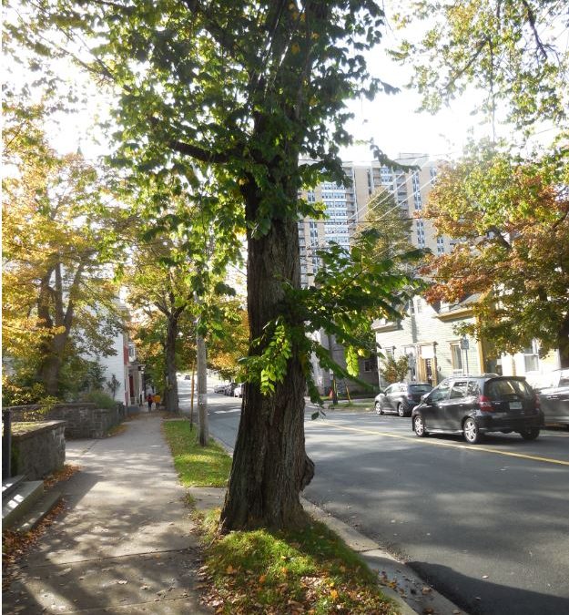 As Schmidtville Cries: Just How Many Majestic Elms, Maples & Stately Lindens Could Be Massacred By HFX City Hall?