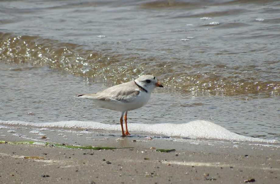 Piping Plovers Remain Species At Risk Despite ‘Good Year’